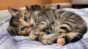 Preview wallpaper cat, kitten, lying, bed, eyes, look, stripes