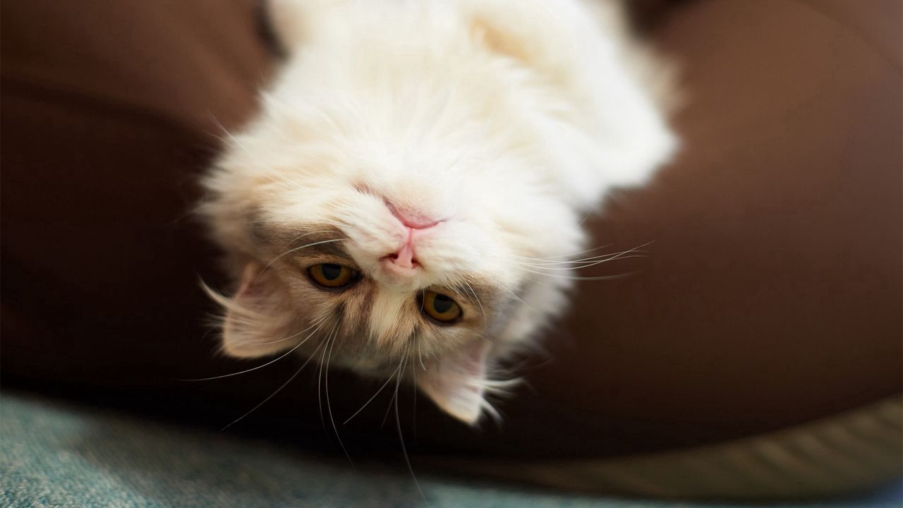 Wallpaper cat, kitten, lying down, playful