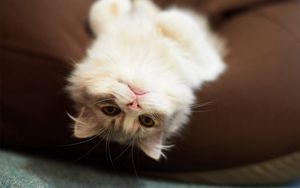 Preview wallpaper cat, kitten, lying down, playful