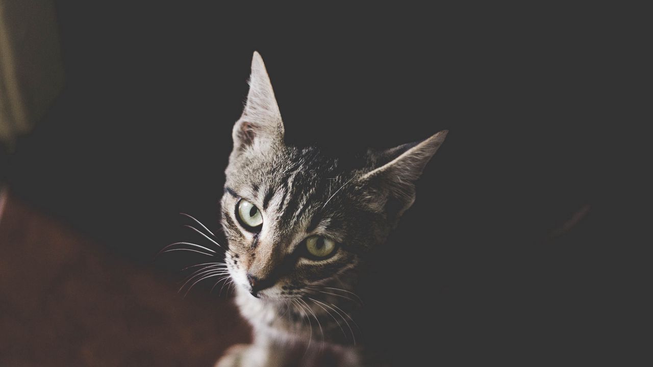 Wallpaper cat, kitten, muzzle, striped