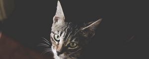 Preview wallpaper cat, kitten, muzzle, striped