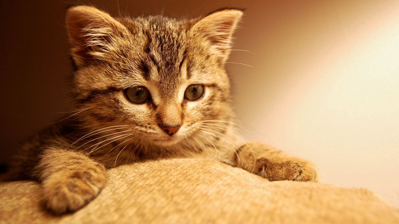 Wallpaper cat, kitten, paws, muzzle, eyes, striped