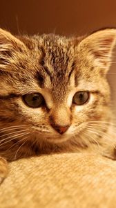 Preview wallpaper cat, kitten, paws, muzzle, eyes, striped