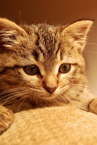 Preview wallpaper cat, kitten, paws, muzzle, eyes, striped