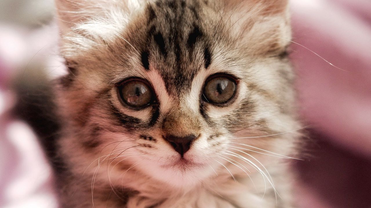 Wallpaper cat, kitten, pet, glance, cute, fluffy