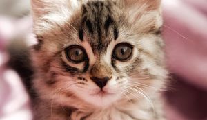 Preview wallpaper cat, kitten, pet, glance, cute, fluffy