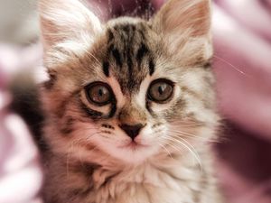Preview wallpaper cat, kitten, pet, glance, cute, fluffy
