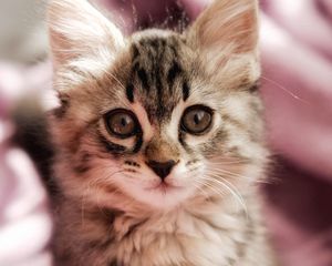 Preview wallpaper cat, kitten, pet, glance, cute, fluffy