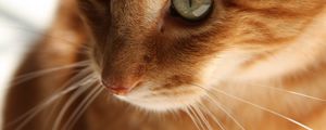 Preview wallpaper cat, kitten, red, face