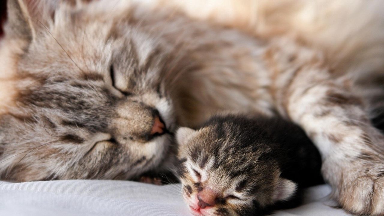 Wallpaper cat, kitten, sleep, couple, affection, baby