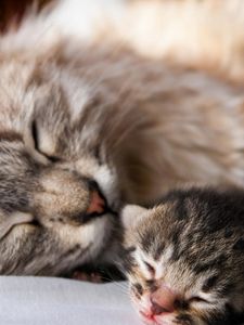 Preview wallpaper cat, kitten, sleep, couple, affection, baby