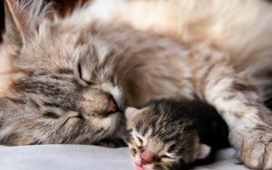 Preview wallpaper cat, kitten, sleep, couple, affection, baby