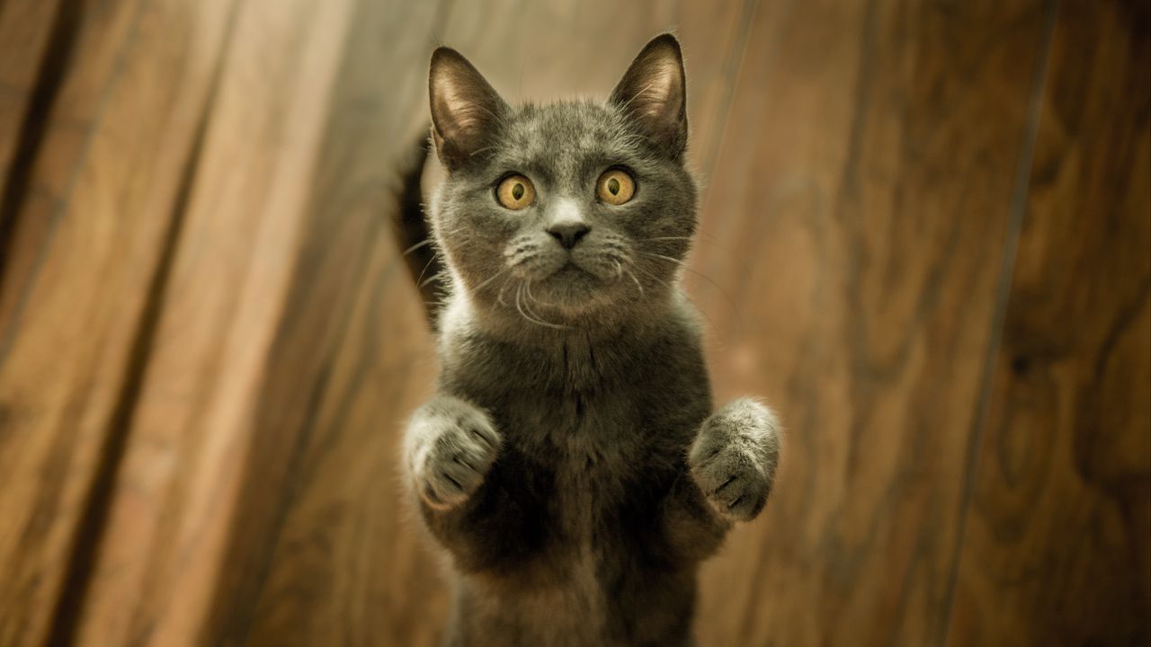 Wallpaper cat, kitten, standing, gray