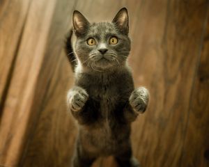 Preview wallpaper cat, kitten, standing, gray