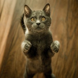 Preview wallpaper cat, kitten, standing, gray