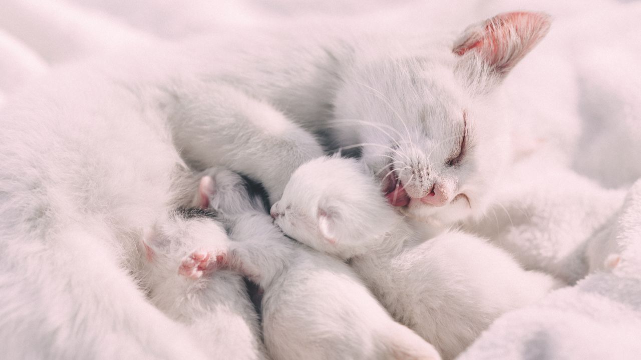 Wallpaper cat, kittens, family, care, tenderness