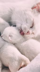 Preview wallpaper cat, kittens, family, care, tenderness