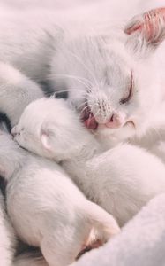 Preview wallpaper cat, kittens, family, care, tenderness