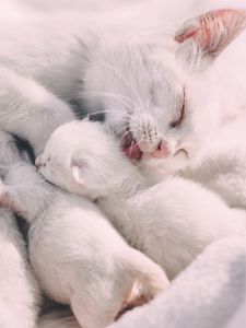 Preview wallpaper cat, kittens, family, care, tenderness