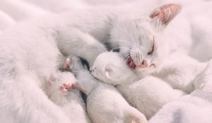 Preview wallpaper cat, kittens, family, care, tenderness