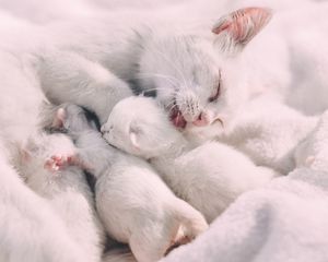 Preview wallpaper cat, kittens, family, care, tenderness