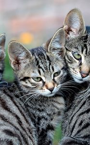 Preview wallpaper cat, kittens, look