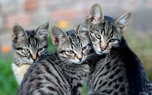 Preview wallpaper cat, kittens, look