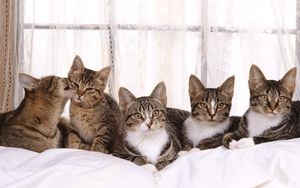 Preview wallpaper cat, kittens, many, sitting