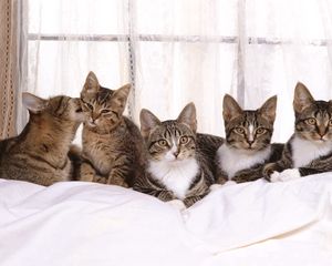 Preview wallpaper cat, kittens, many, sitting