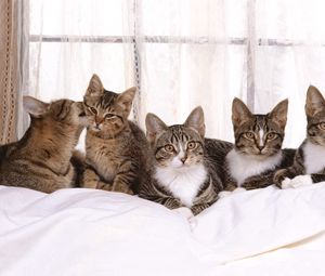 Preview wallpaper cat, kittens, many, sitting