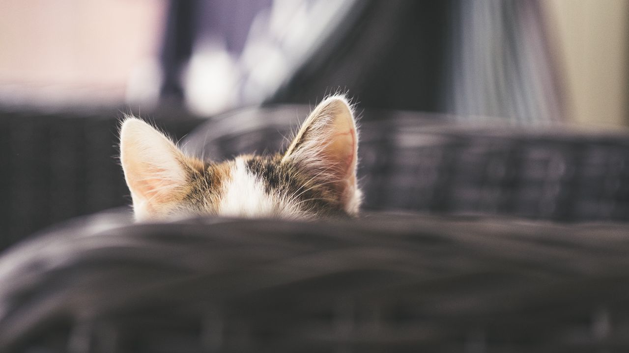 Wallpaper cat, kitty, ears, hide, peep