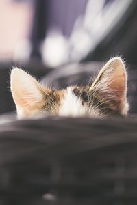 Preview wallpaper cat, kitty, ears, hide, peep