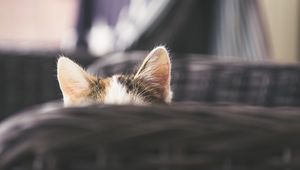 Preview wallpaper cat, kitty, ears, hide, peep