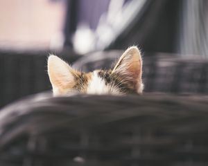 Preview wallpaper cat, kitty, ears, hide, peep
