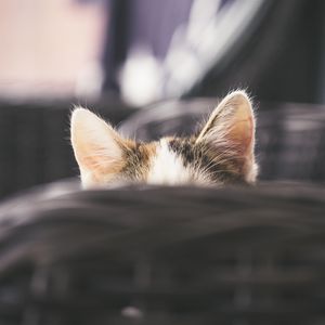 Preview wallpaper cat, kitty, ears, hide, peep