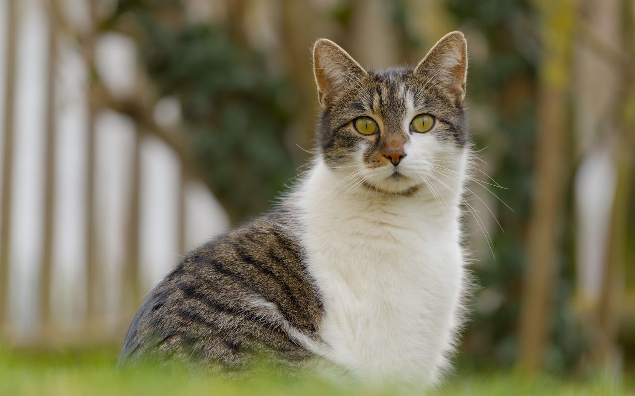 1280x800 Wallpaper cat, kitty, pet, blur