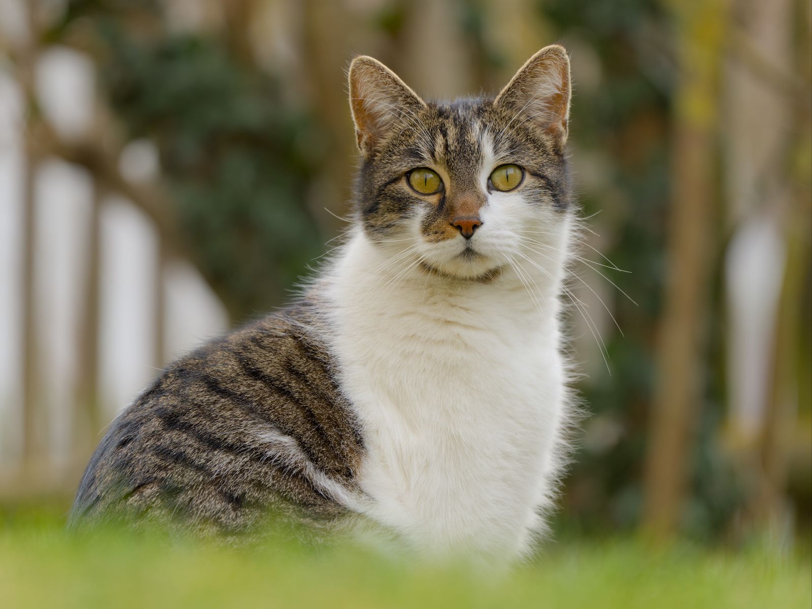 1600x1200 Wallpaper cat, kitty, pet, blur