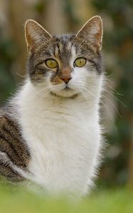 Preview wallpaper cat, kitty, pet, blur