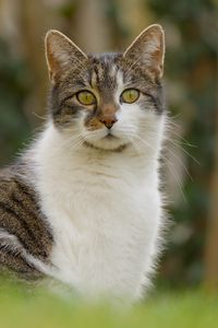 Preview wallpaper cat, kitty, pet, blur