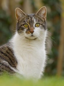 Preview wallpaper cat, kitty, pet, blur