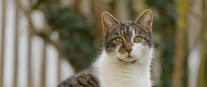 Preview wallpaper cat, kitty, pet, blur