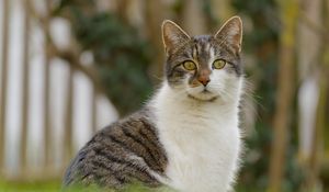 Preview wallpaper cat, kitty, pet, blur