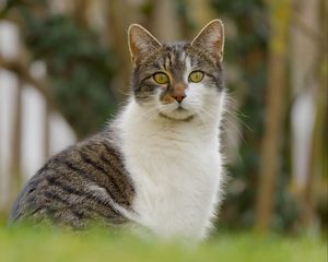 Preview wallpaper cat, kitty, pet, blur