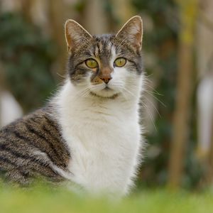 Preview wallpaper cat, kitty, pet, blur