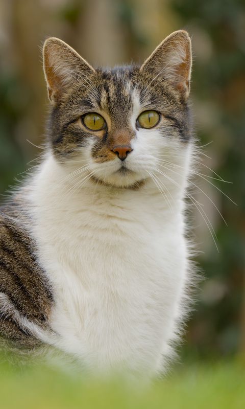 480x800 Wallpaper cat, kitty, pet, blur