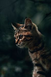 Preview wallpaper cat, kitty, striped