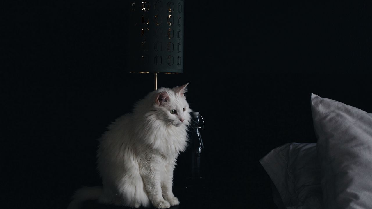 Wallpaper cat, lamp, fluffy, white