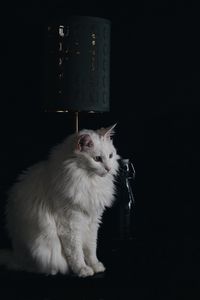 Preview wallpaper cat, lamp, fluffy, white