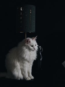 Preview wallpaper cat, lamp, fluffy, white