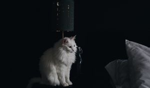 Preview wallpaper cat, lamp, fluffy, white